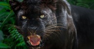 'Big cat' sighting as 'black panther' terrorises village for second time this summer