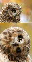 I Want To Make You Laugh With My Photographs Of Birds From The Front (35 Pics)