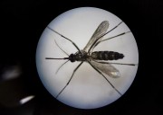 How Are Health Data Priced? Why Health Data Are Like Zika Prevention Programs