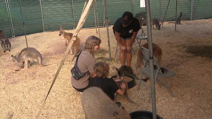 Fair Fun Returns: Food, Critters, and Family Favorites in Luzerne County