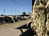 'There’s just too much now to try to stop it': Population growth is shaping the future of farming in Utah