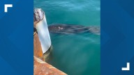 Manatee sighting pauses $64 million Port Aransas ferry project