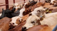 Abre Sader registro en Sonora para adquisición de mil sementales, apoyo disponible para productores del estado