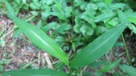 Invasive stiltgrass found in Michigan. How to identify plant