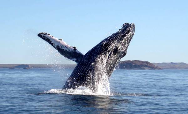 Happy Whale: La curiosa plataforma que une a Chubut con una red científica mundial
