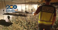 Detenida una mujer de 50 años por cultivar más de un centenar de plantas de marihuana en un chalet en Cheste