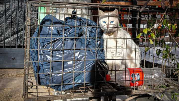 Todos los gatitos van al AMBA