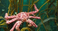 Entre algas y cardúmenes plateados: la Patagonia submarina que late en Camarones