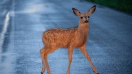 1 de cada 3 accidentes en las carreteras extremeñas son producidos por animales