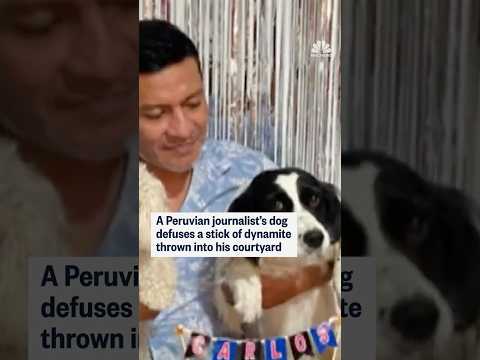 Dog saves owner after dynamite is thrown at their home