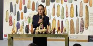 Presidenta Claudia Sheinbaum anuncia programa Sin maíz no hay país para sembrar maíz con bienestar