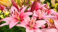¡Cuidado! Estas plantas de interior pueden ser mortales para tus gatos