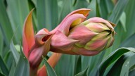 La planta que crece sin pedir nada a cambio, es súper elegante y sobrevive a temperaturas extremas