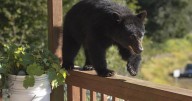 "There's a bear in the house": Shocking video shows intense discovery of wild intruder