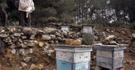 Apicultores de Málaga: "En el Valle del Guadalhorce hay más del 50% de las colmenas muertas por el avispón oriental"