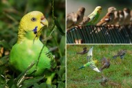 Meet the escaped parakeet hanging with wild sparrows in Central Park