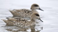 La Junta de Andalucía activa el protocolo de prevención para aves silvestres ante el riesgo de gripe aviar en Doñana