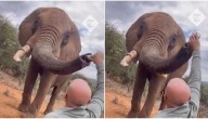 VIDEO: turista español se grabó dándole cerveza a un elefante en Kenia