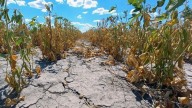 Sequía: productores chaqueños ven un respiro en la ganadería, pero persiste la alerta en la agricultura