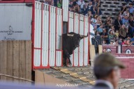 Los primeros toros y novillos de la Feria llegan a la Plaza de Toros de Albacete