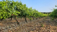 Vinos Negredo: la historia de un viñedo que volvió a brillar en Palenzuela