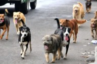 Este 23 de septiembre es el Día Mundial del Perro Adoptado: revelan que 143 millones de perros viven en la calle