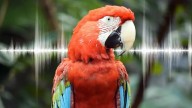 De los perros a las guacamayas: ¿cuáles animales están permitidos y cuáles prohibidos como mascotas en Colombia?