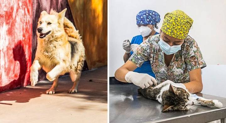 Mineral de la Reforma: Hospital con Garra refuerza el bienestar animal con atención médica y adopciones