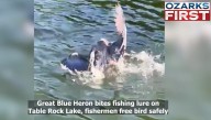 VIDEO: Fishermen free bird at Table Rock Lake after it bites lure
