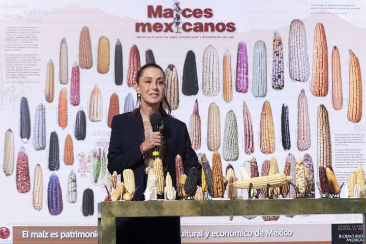 Anuncia Sheinbaum plan para blindar maíz nativo