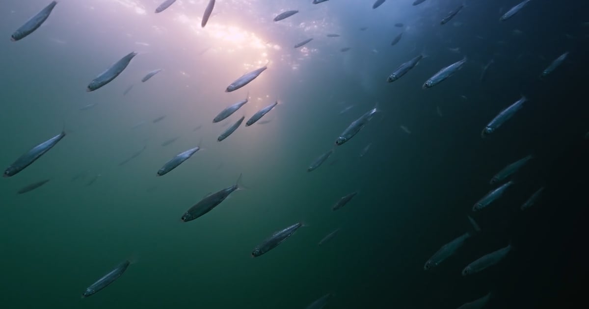 Unexploded Nazi bombs and a thriving marine life