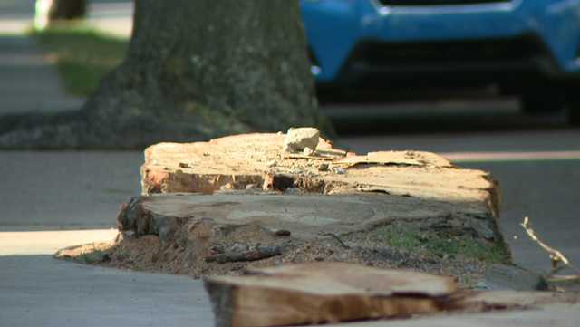 More trees in Wilkinsburg slated for removal, residents speaking out