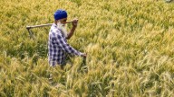 Rs 20,000 Investment, Rs 1.25 Lakh Return: Farmers Strike Gold With This Crop
