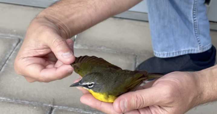 Safe passage: City acts to protect migratory birds with 'Lights Out College Station' campaign