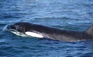 La tecnología permitió documentar con mayor claridad los ataques de orcas en el Golfo