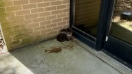 Navy Base Staff In Virginia Couldn’t Believe Their Eyes After Seeing Something Furry At Their Doorstep