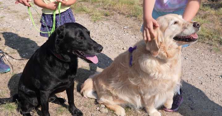 'Pups For Public Lands' photo contest underway across Montana