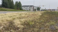 NW Calgary resident launches petition over hazardous weed growth