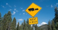 Bear dies in California after being hit by pickup truck on Highway 49