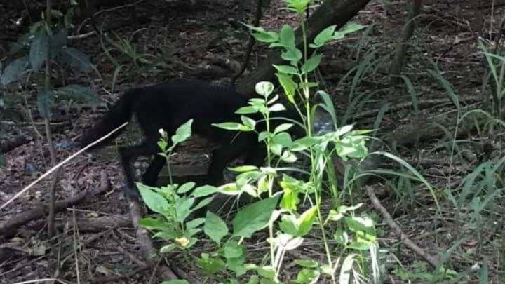 Florida Woman Spots “Dog” With Jar On Head, Then Learns It’s Not What She Thought