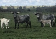 Nanta impulsa la producción de carne de vacuno con soluciones innovadoras
