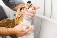 ¿Con qué frecuencia debo bañar a mi perro?
