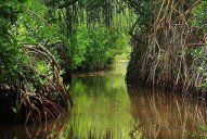 Culminó proyecto de restauración ecológica en manglares de La Guajira