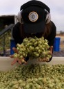 Sonoma County brewers tap into local hops
