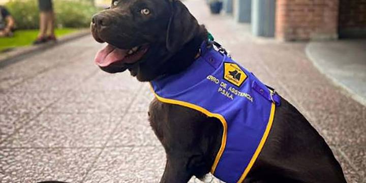 El impacto de la terapia asistida con perros en la recuperación de pacientes pediátricos y adultos mayores