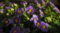 Plantas y flores que se adaptan al clima cambiante de septiembre