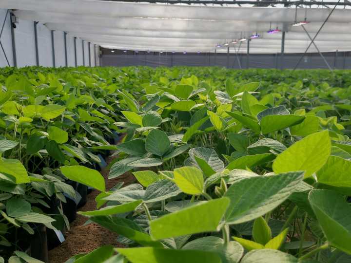 Previsibilidad y reconocimiento genético: las claves para que Argentina alcance su potencial productivo en cinco años