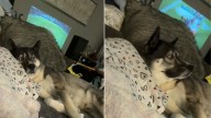 New York Family Dog Realizes Huskies Are Meant To Work And His Response Leaves Mom In Stitches