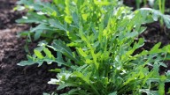How To Grow Arugula In The Fall For A Full Harvest Before Winter Hits