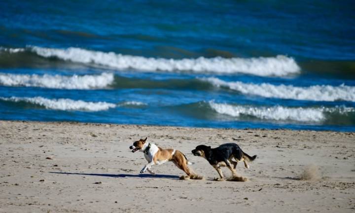 Myrtle Beach Goes to the Dogs After Labor Day